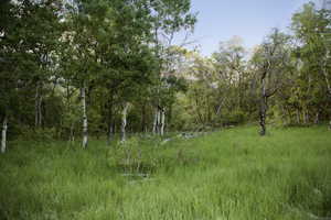 View of wooded area