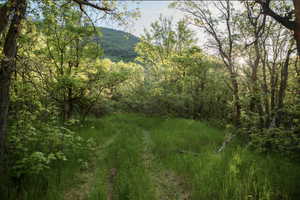 View of wooded area