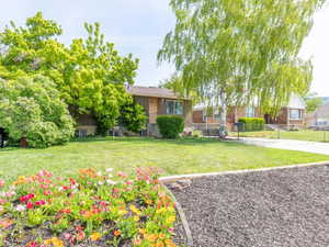 Mature trees and driveway