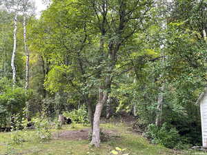 Surrounding Forest Area