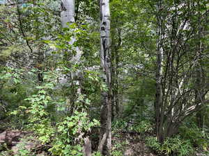 Surrounding Forest Area