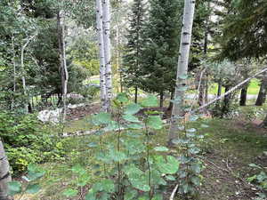 Surrounding Forest Area