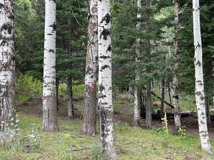 Surrounding Forest Area