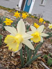 Daffidils line the walkways in Spring
