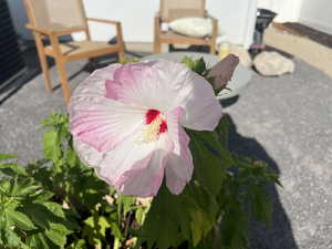 Dinner Plate Hibiscus