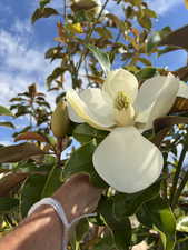 Magnolia Bloom