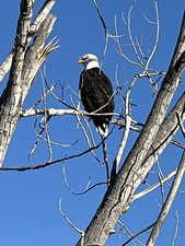Bald Eagle perchesd in tree across the street!