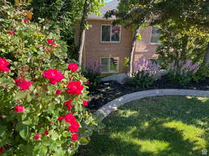 Seasonal - Roses in bloom