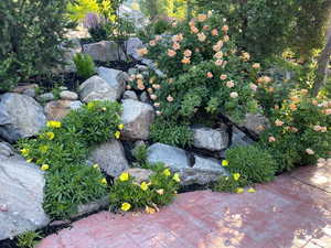 Seasonal - Roses in bloom