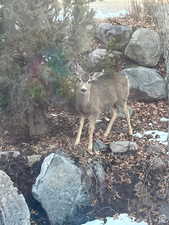 Enjoy seeing the deer and wildlife!