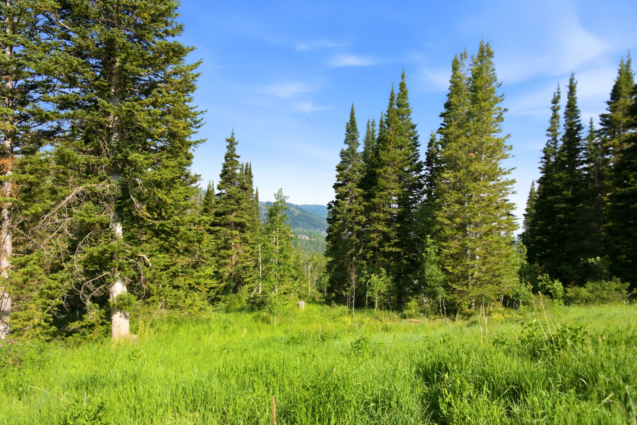 Expansive property featuring a dense forest of evergreen trees, natural green ground cover, and a clear blue sky
