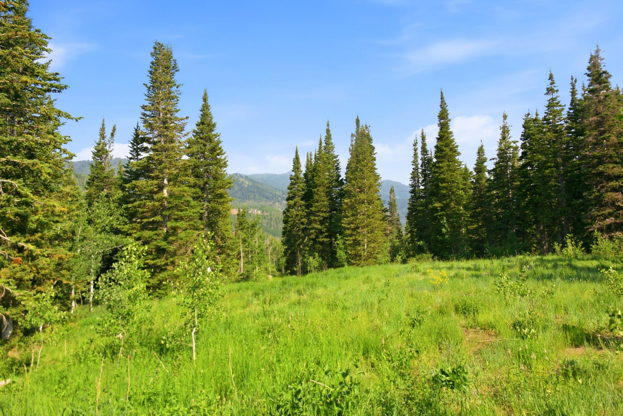 Expansive green meadow surrounded by mature evergreen and deciduous trees, with distant mountains under a clear blue sky