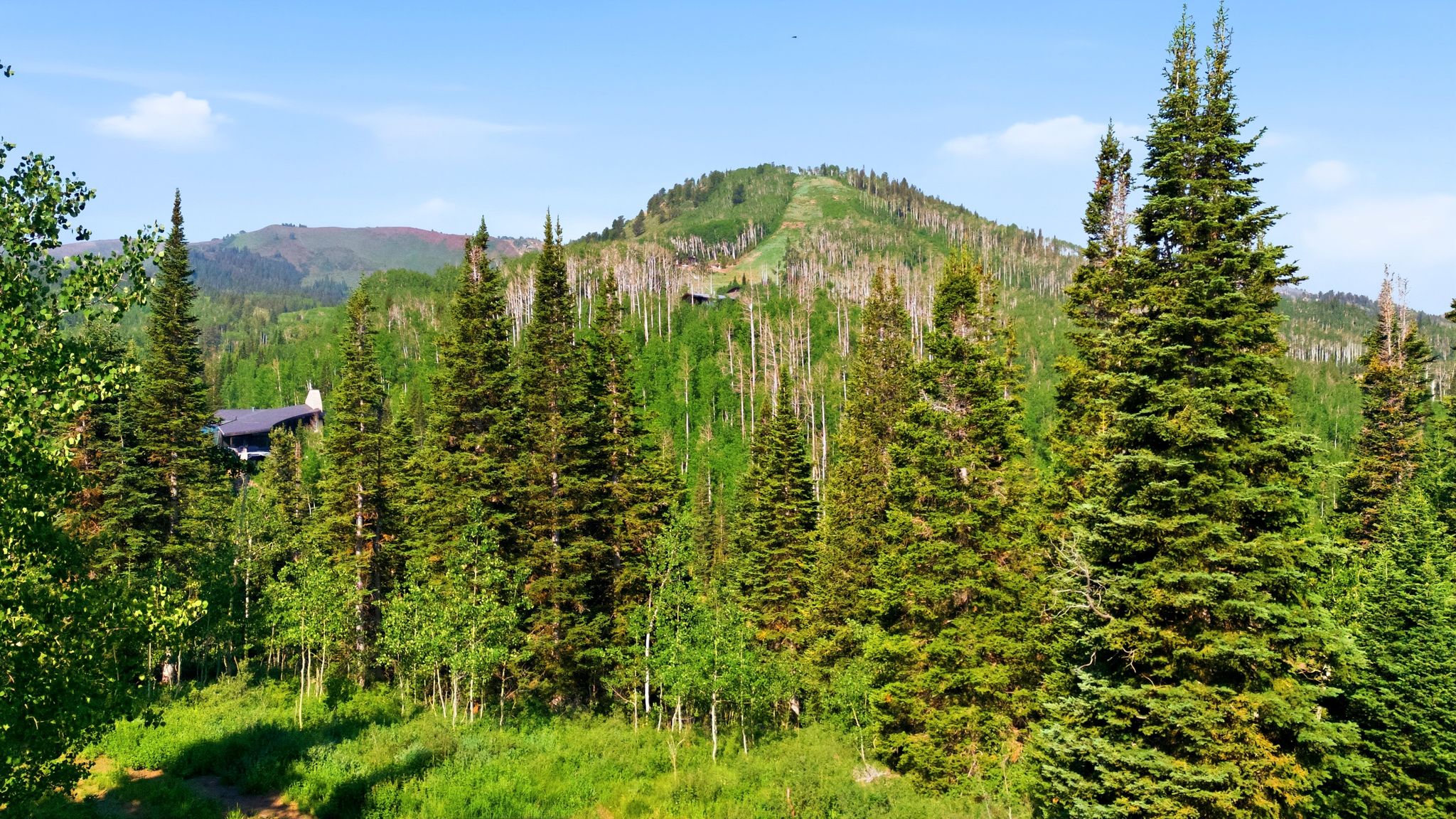 Secluded property surrounded by evergreen trees and lush foliage, featuring a distinct roofline and chimney