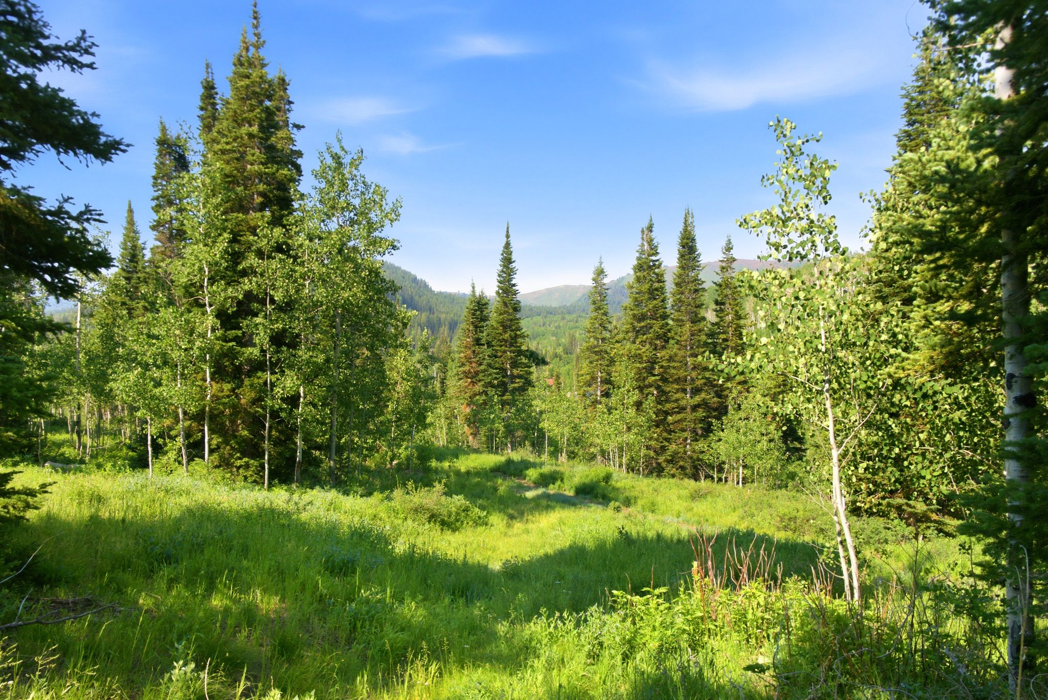 Expansive natural landscape featuring a mix of coniferous and deciduous trees, open grassy areas, and distant mountainous terrain under a clear sky