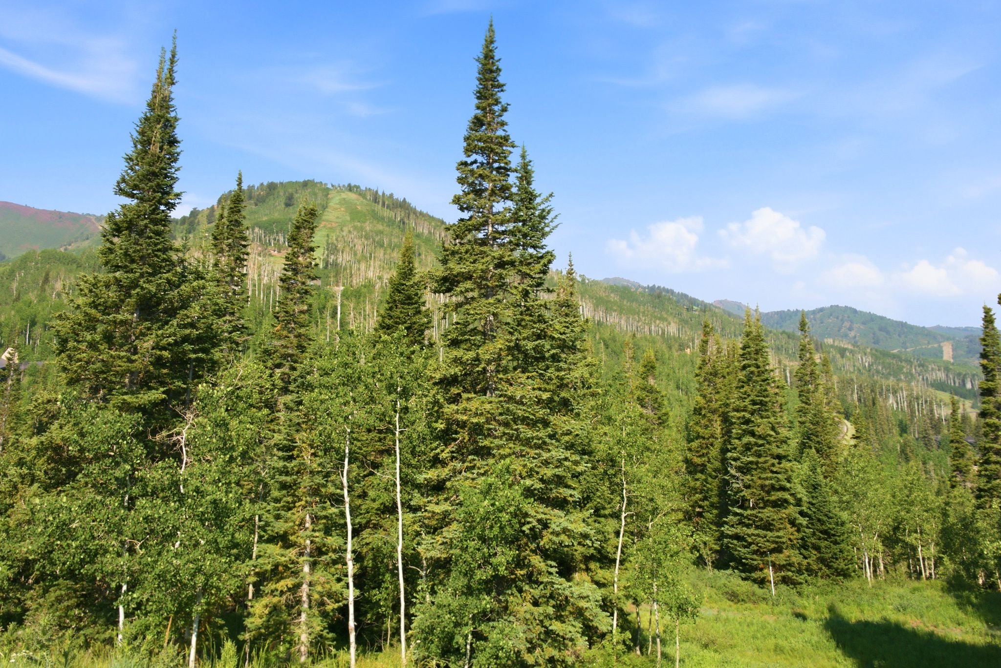 Mountainous landscape featuring a mix of evergreen and deciduous trees under a clear sky