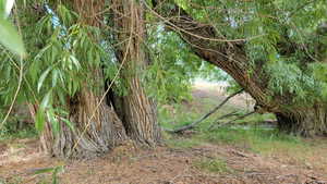 View of local wilderness