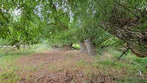 View of local wilderness