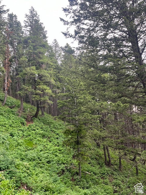 View of woods