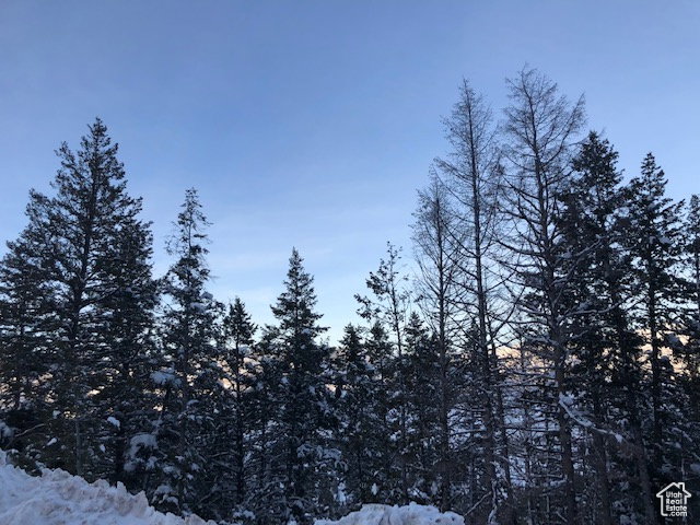 Snowy landscape