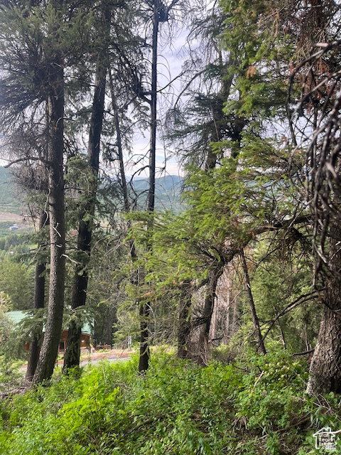 View of tree filled area