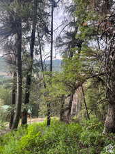 View of tree filled area