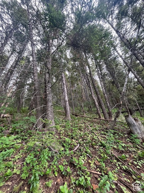 View of tree filled area