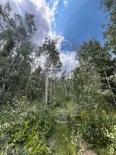 View of wooded area