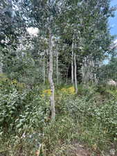 View of nature