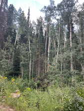View of woods