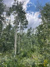View of tree filled area