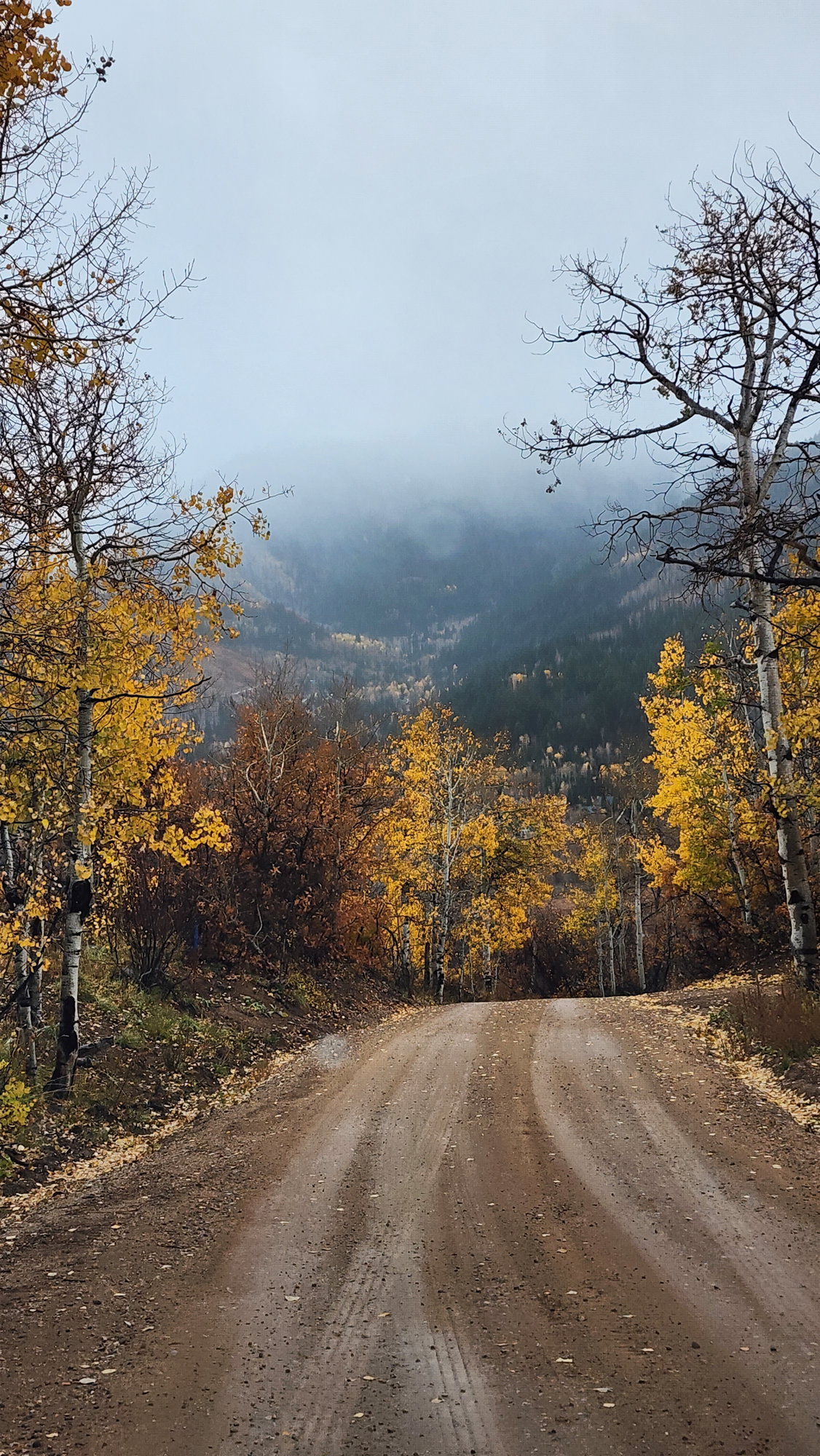 View of dirt / gravel road with a forest view