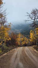View of dirt / gravel road with a forest view