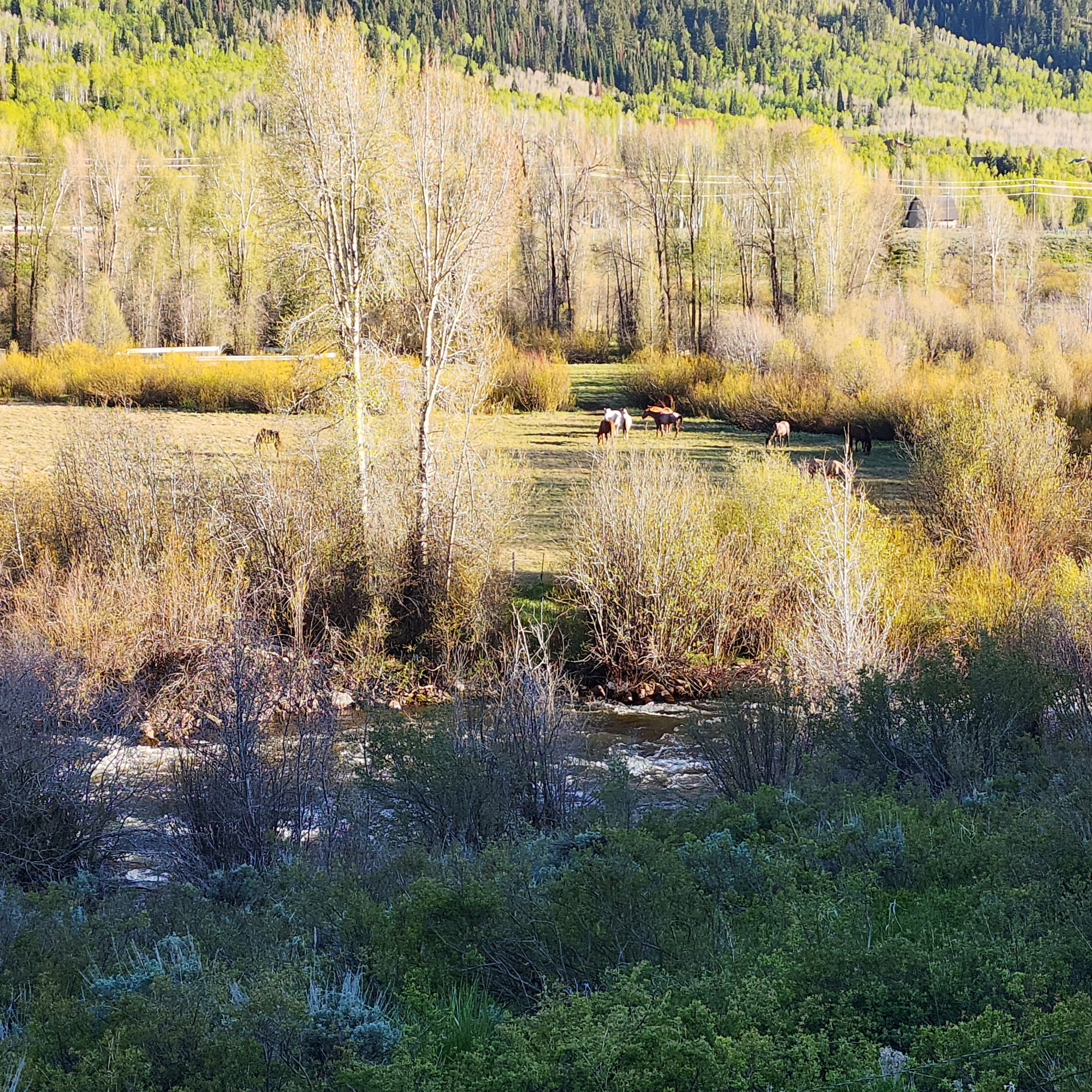 View of woods with a water view