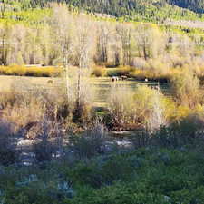 View of woods with a water view