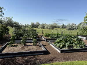 Thriving garden in the summer