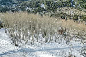 Drone / aerial view of a heavily wooded area