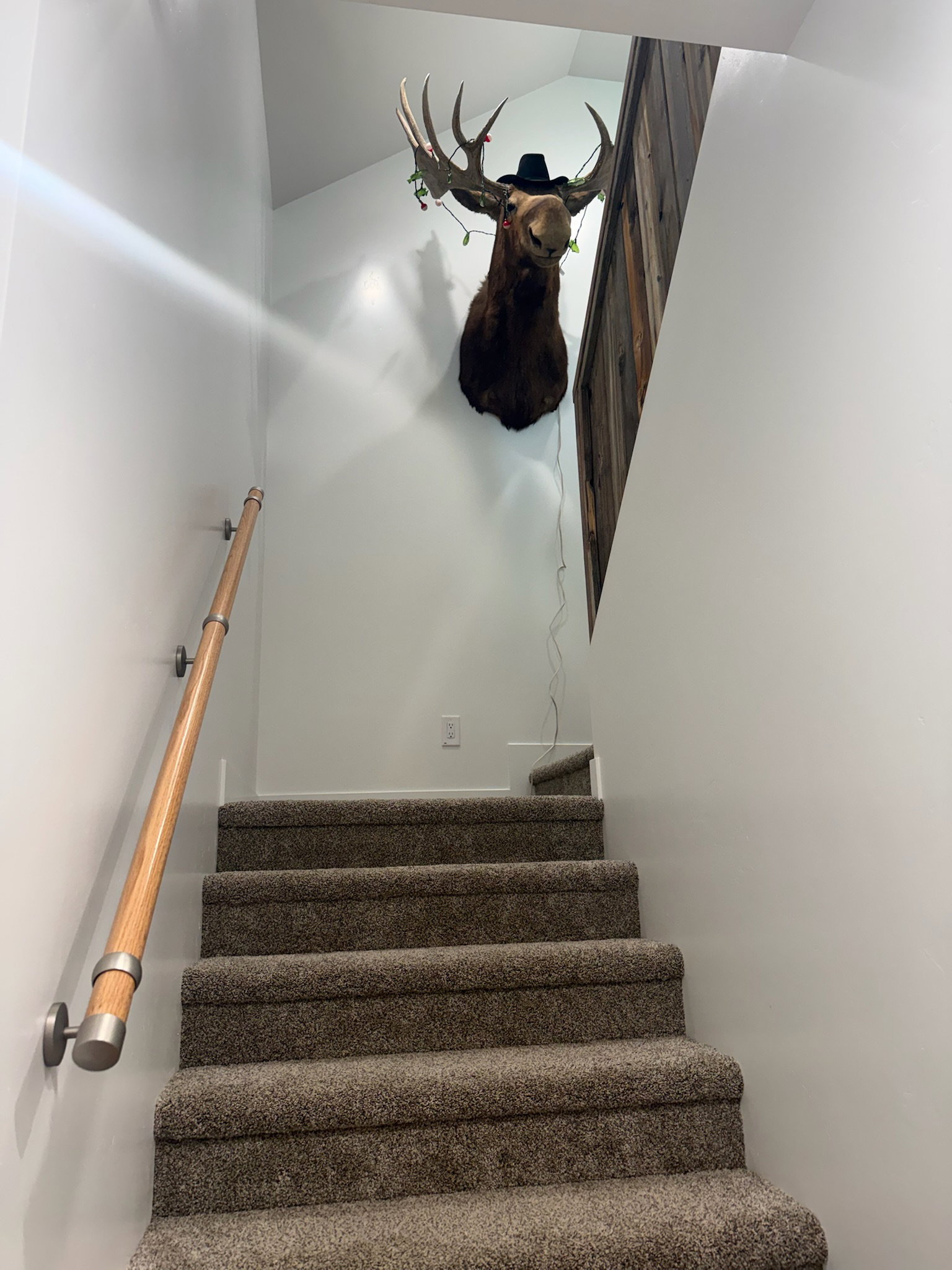 Carpeted staircase with light wood-finish handrail and brushed metal brackets
