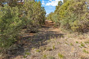 View of local wilderness
