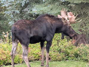 Homeowner's photograph of the moose family which frequents the backyard