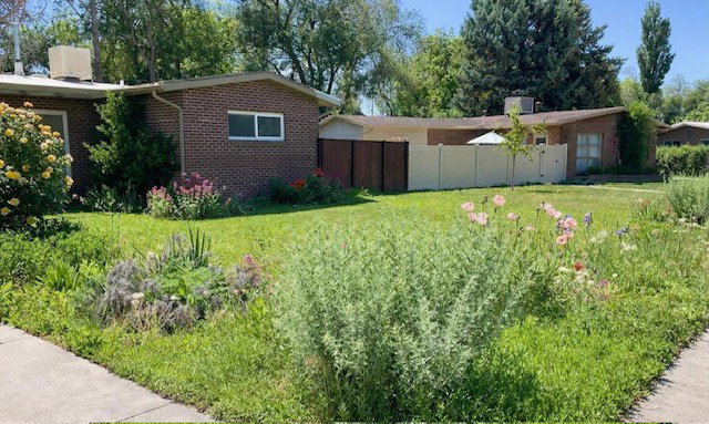 View of yard in Summer