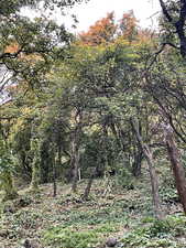 View of woods