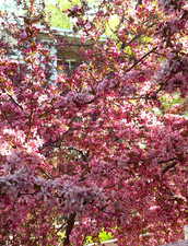 View of local wilderness