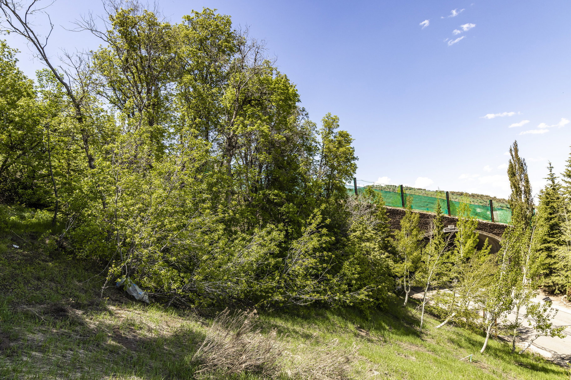 Sloped grassy terrain with a variety of mature trees and young saplings