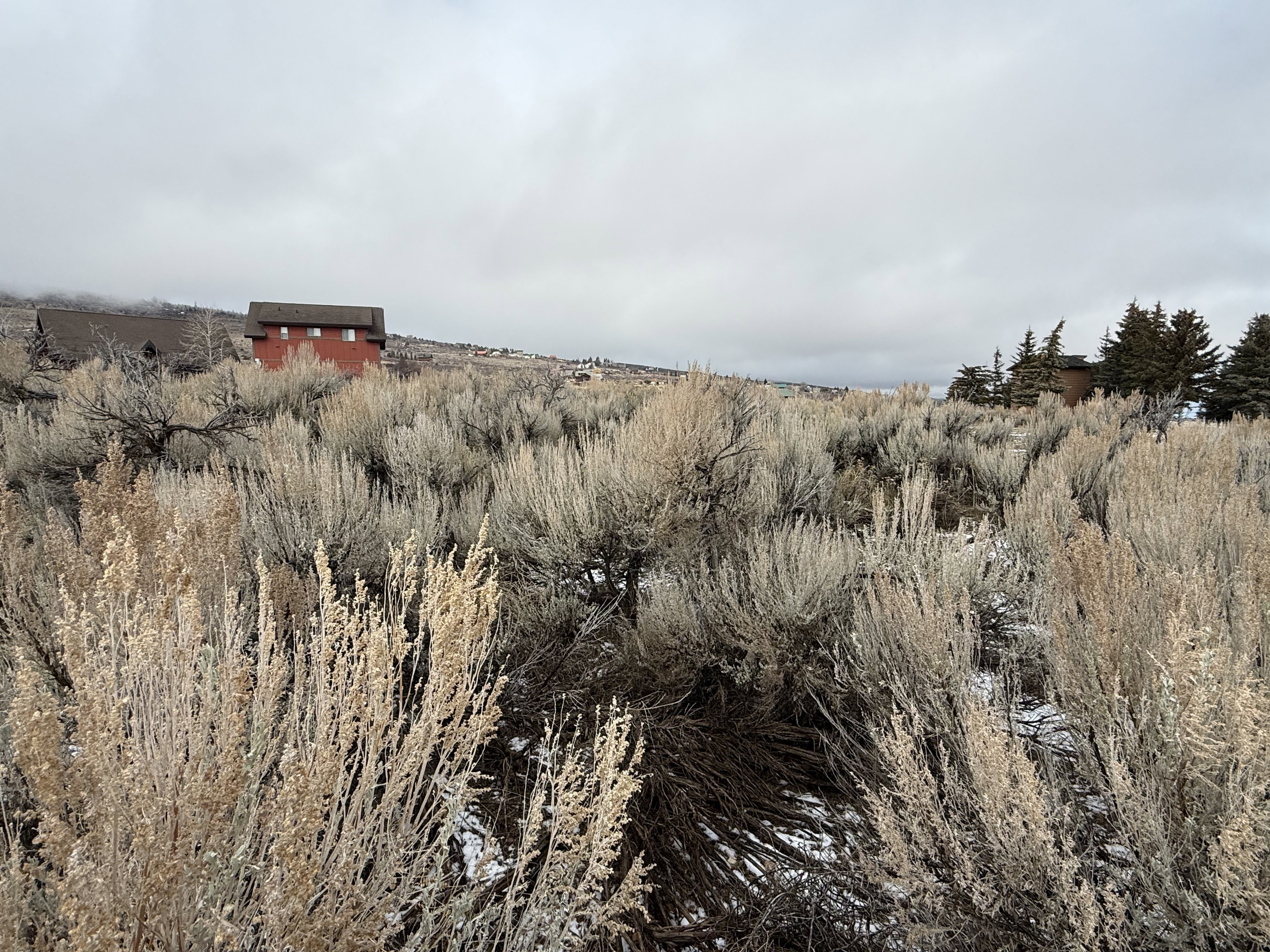 View of local wilderness