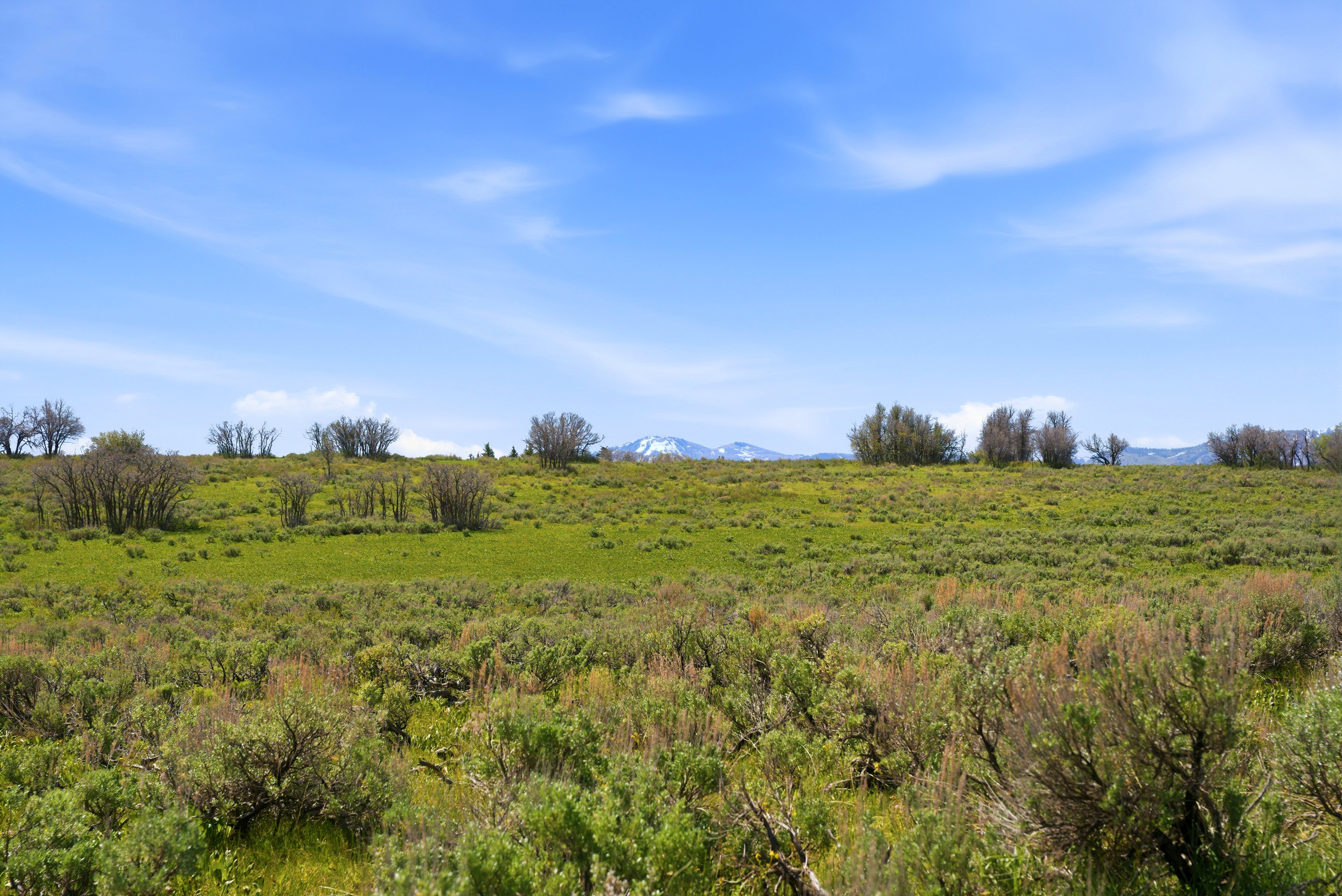 Expansive open land featuring verdant ground cover and scattered natural shrubbery