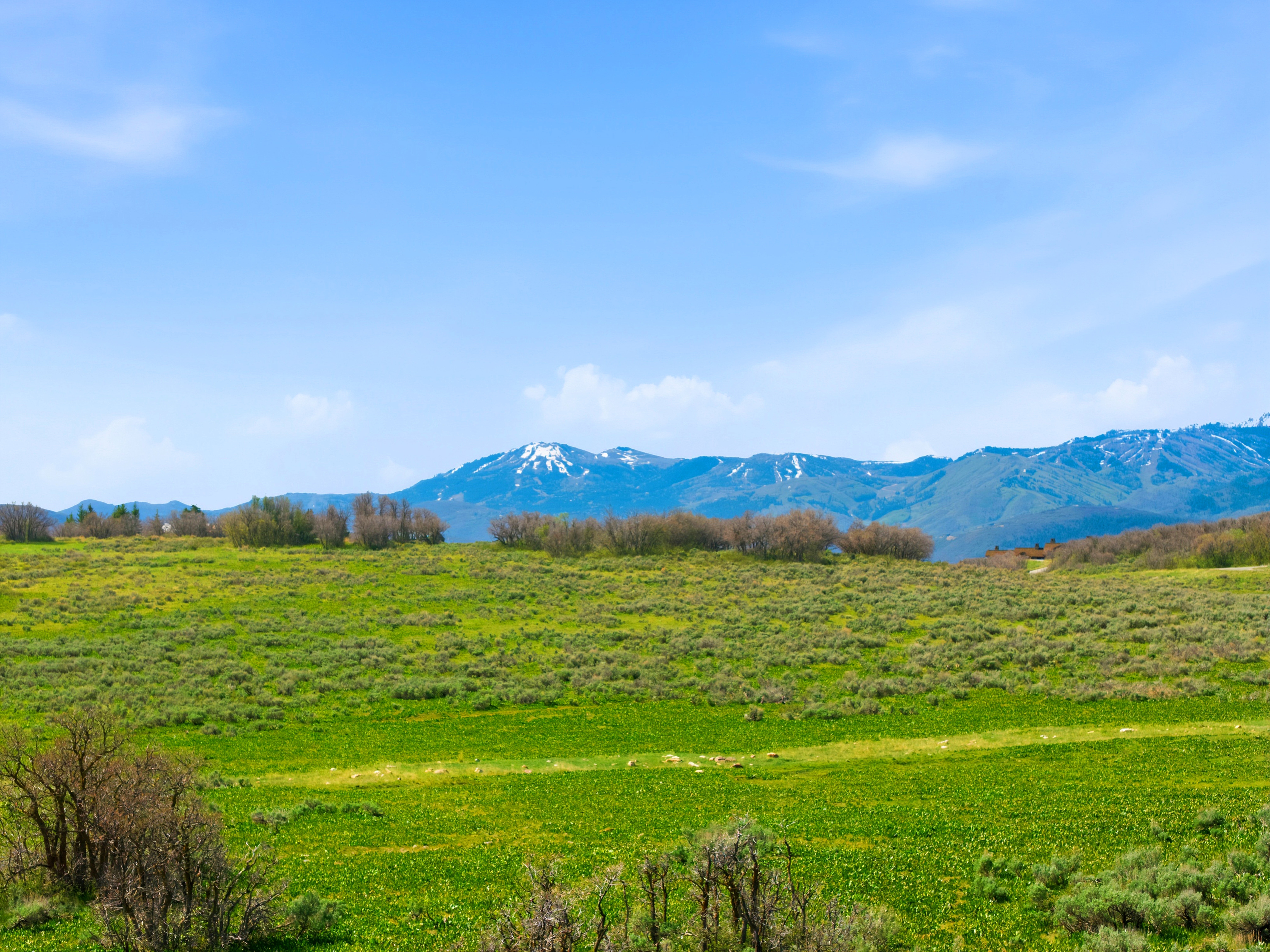Expansive green landscape with distant snow-capped mountains under a clear sky