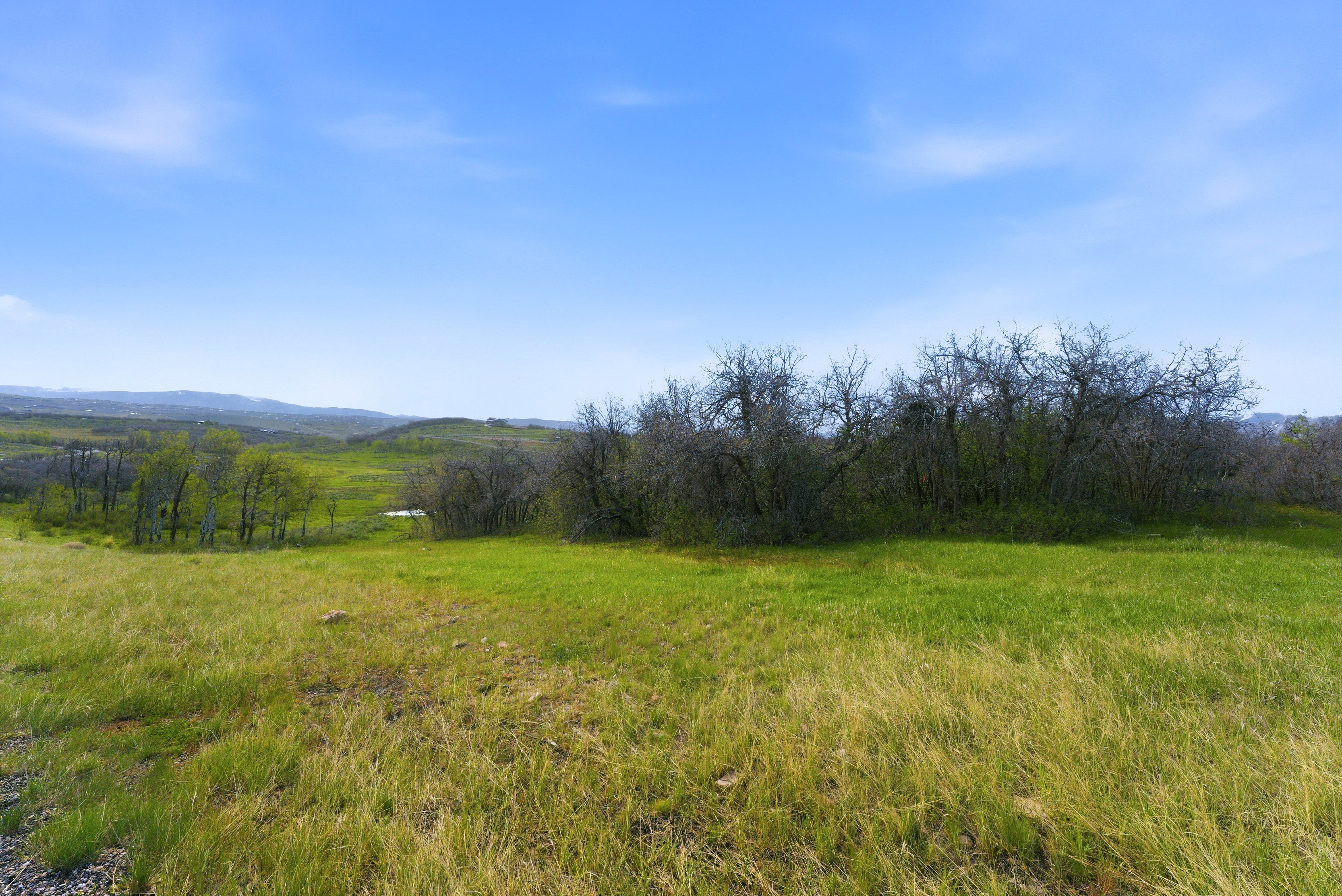 Expansive green landscape with varying grasses and distant rolling hills