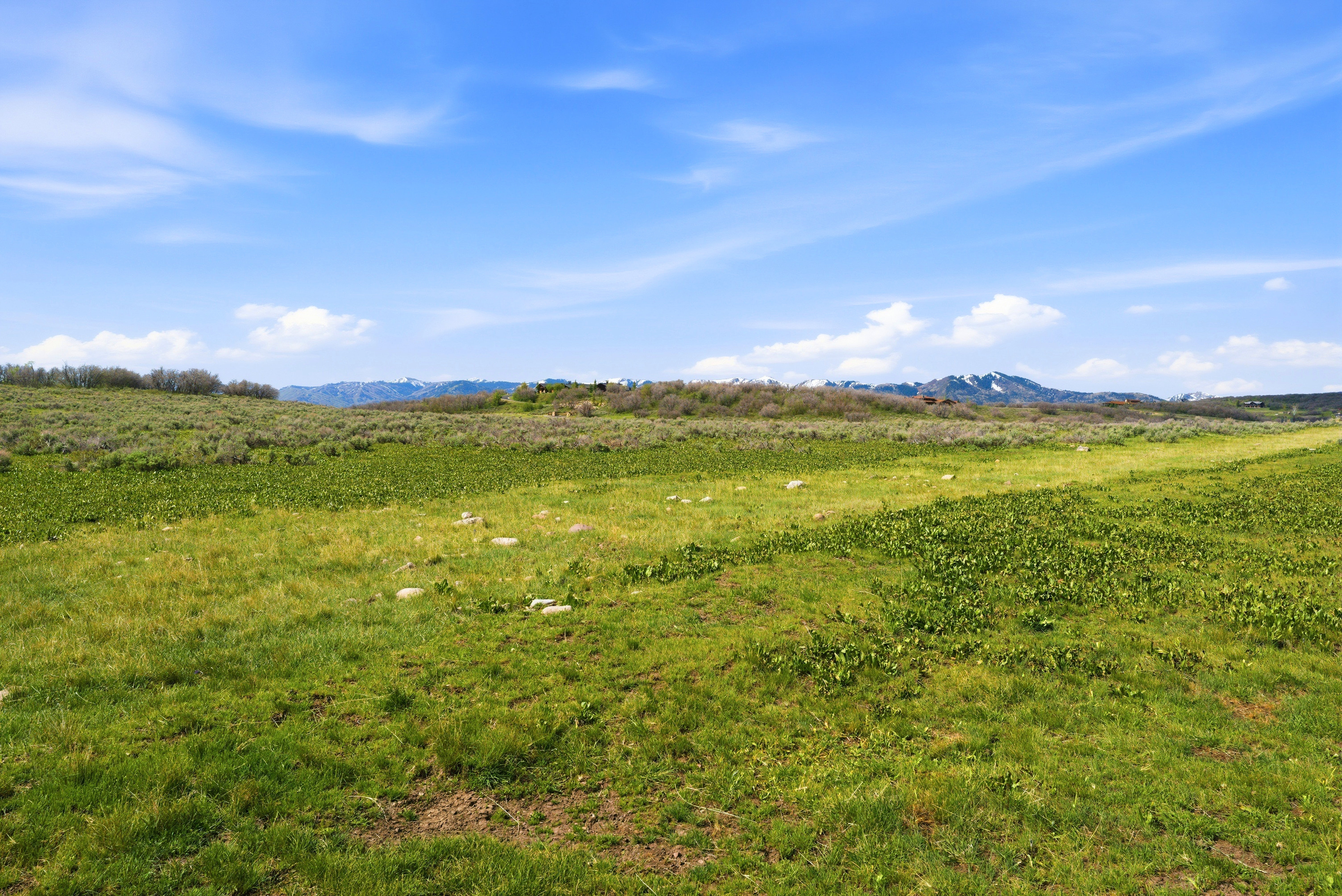 Expansive green field featuring varied vegetation and distant mountains under a clear sky
