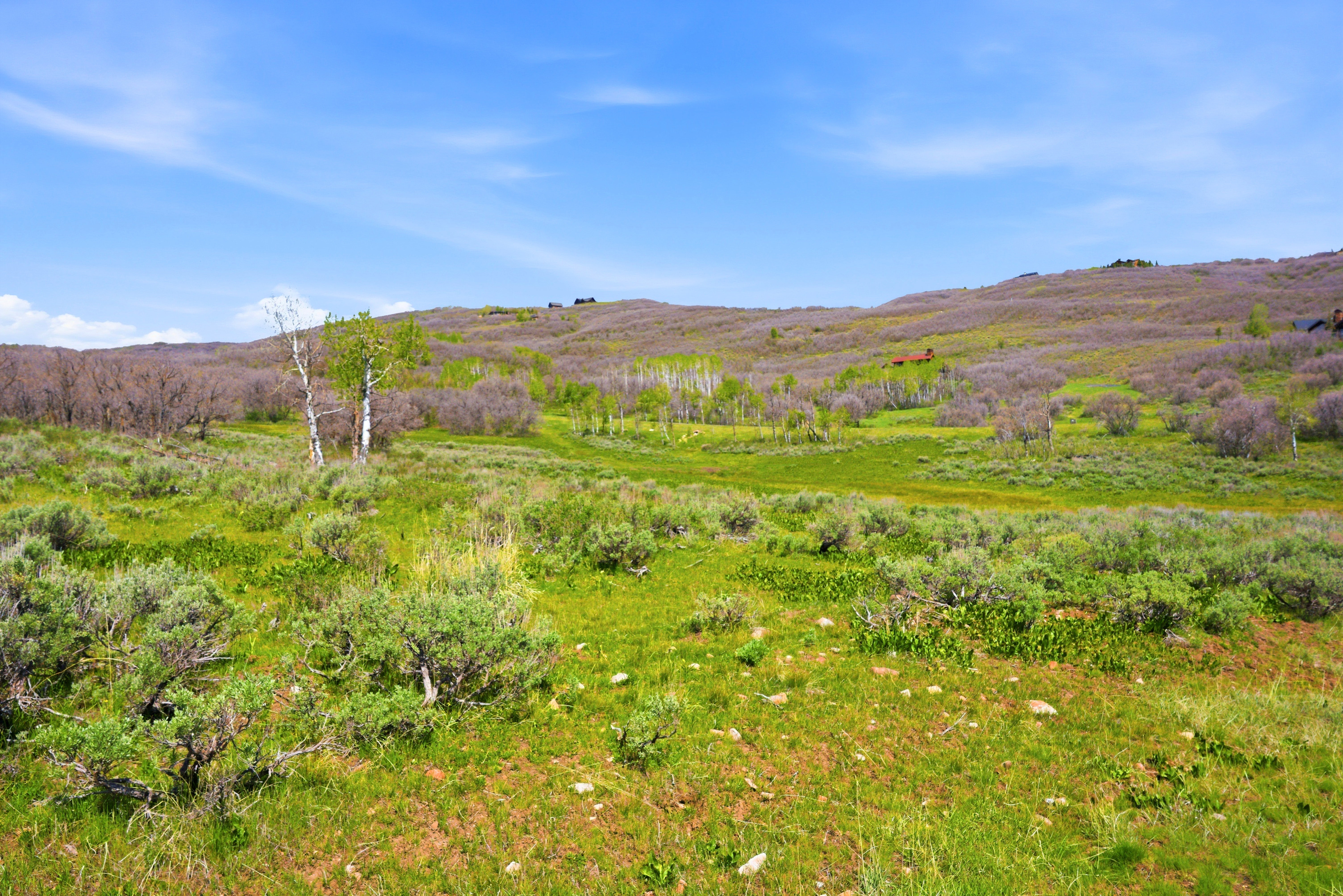 Expansive natural landscape featuring rolling hills and abundant shrubbery