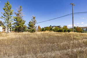 View of local wilderness